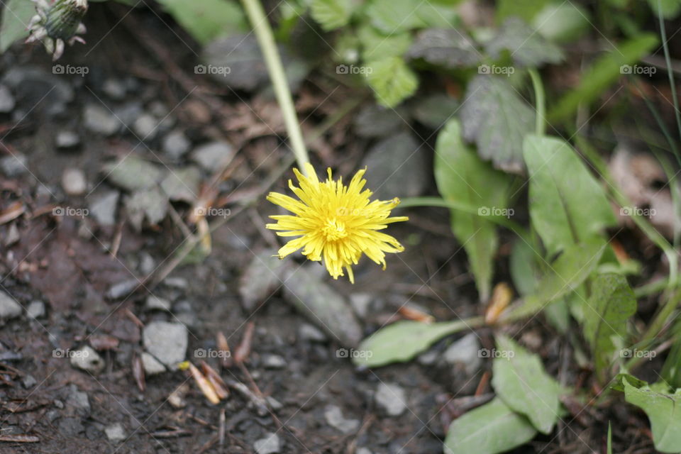 this poor little dandelion is growing all alone