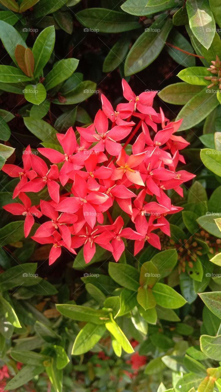 Indian Ashoka ornamental plant, green leaf background.