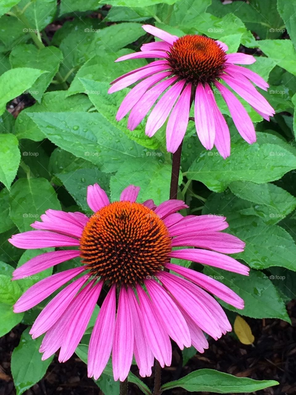 Pink daisies 