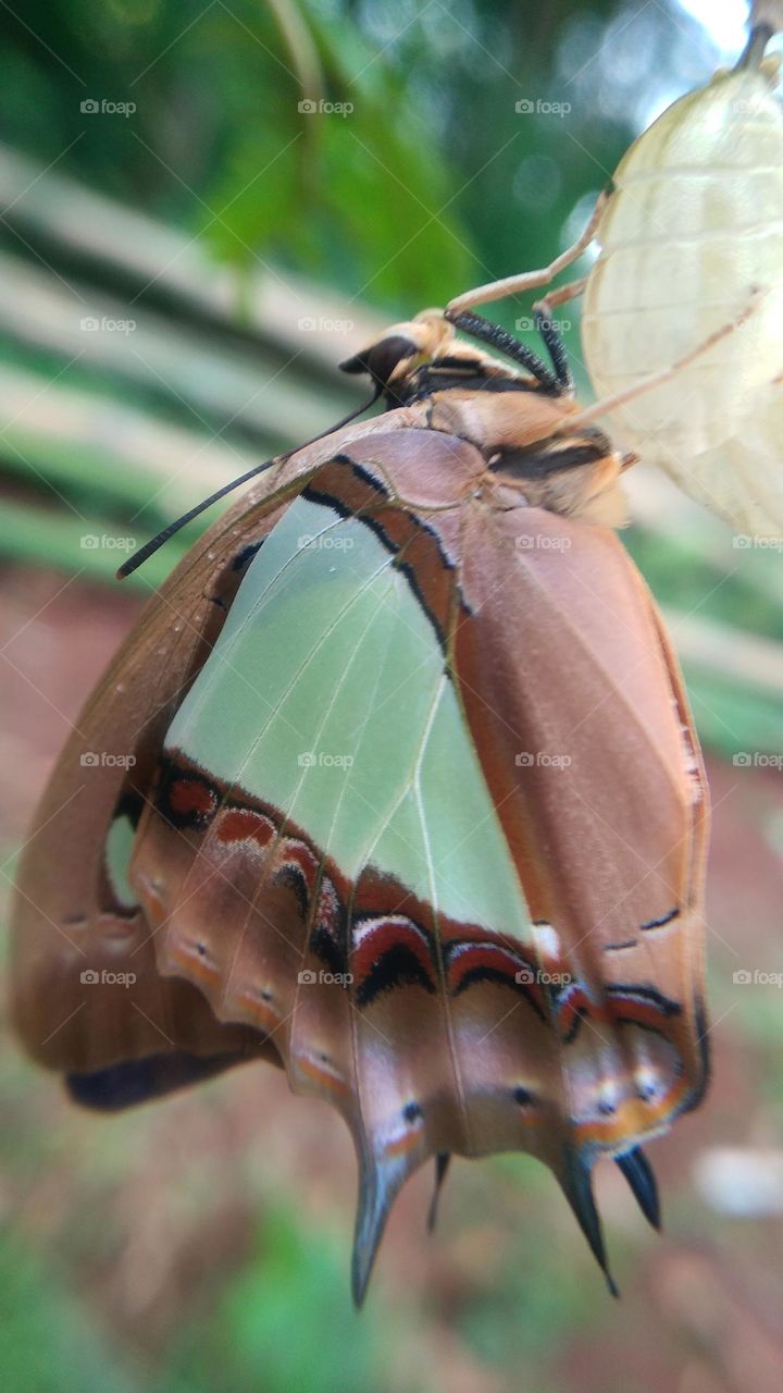 The butterfly that is still perched on the cocoon