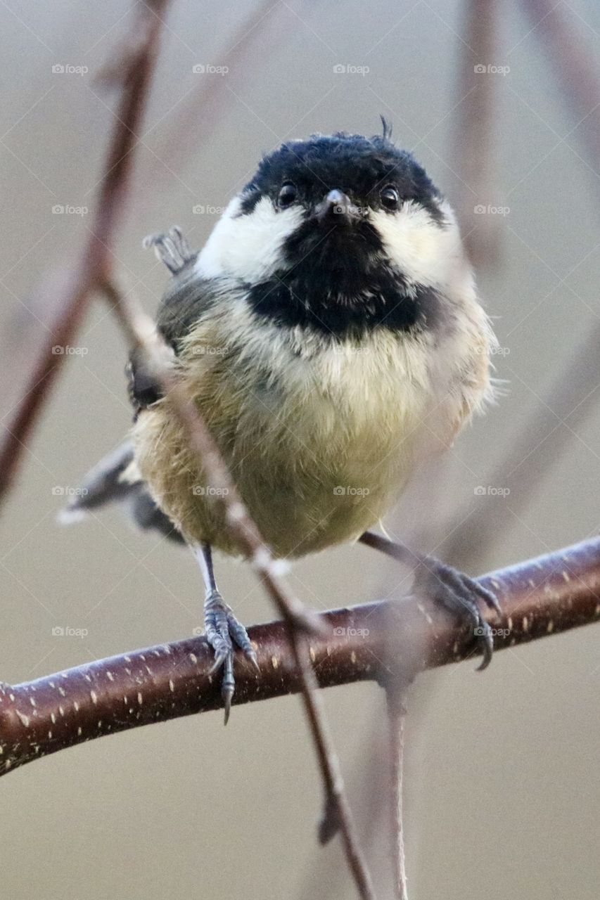 Coal Tit