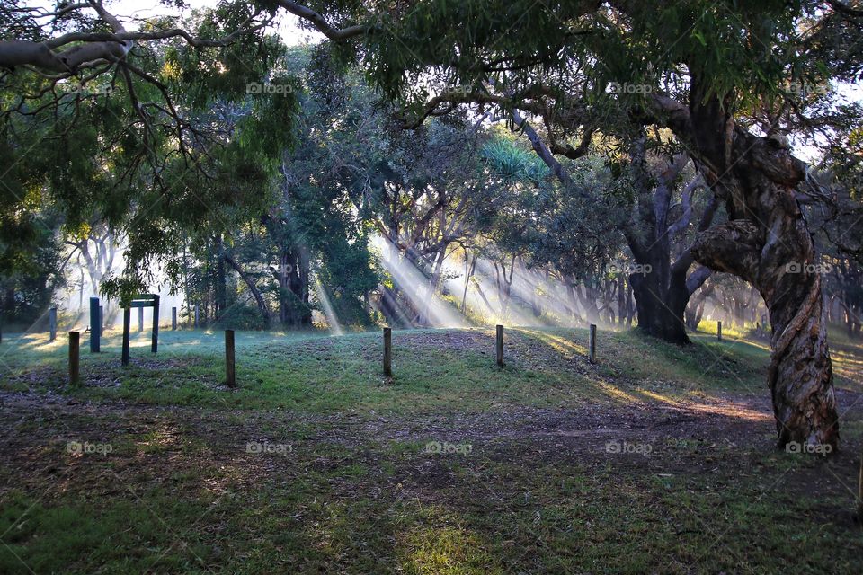 Sunlight through the morning mist