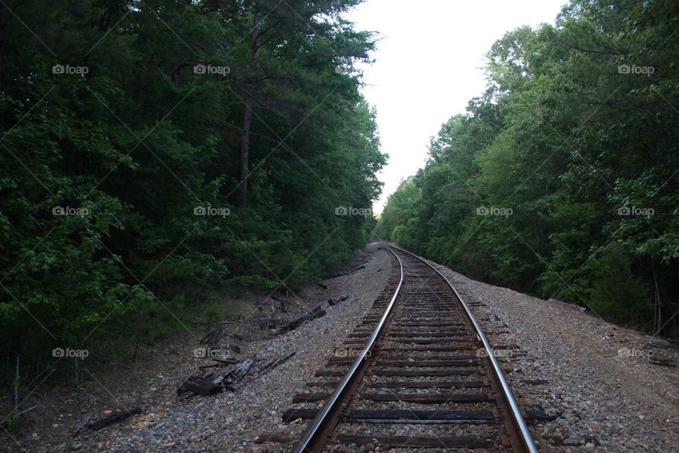 Empty road track in forest