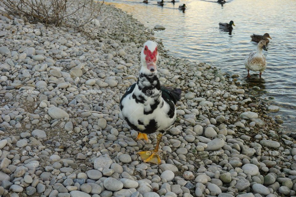 Duck#bird#lake#stones