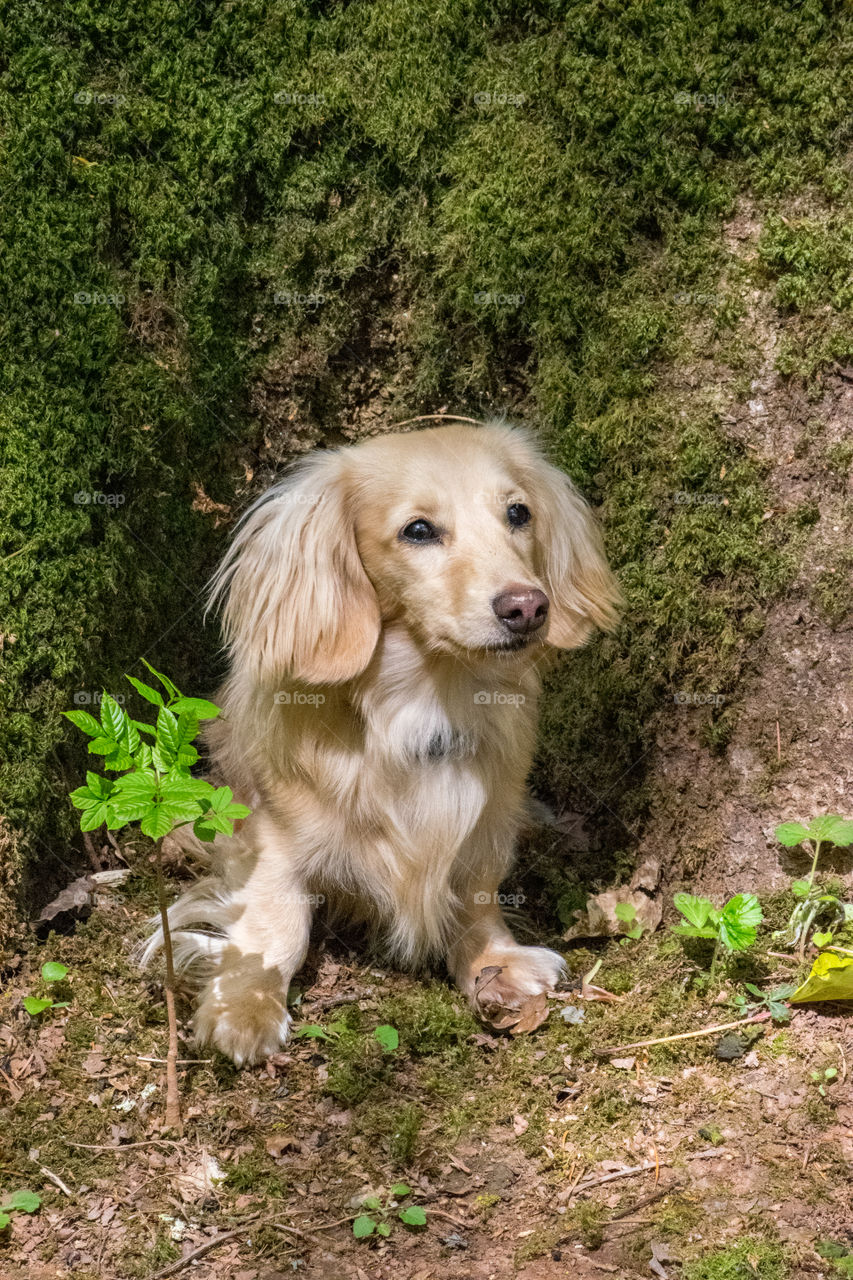Remy the long haired miniature dachshund exploring a tree trunk