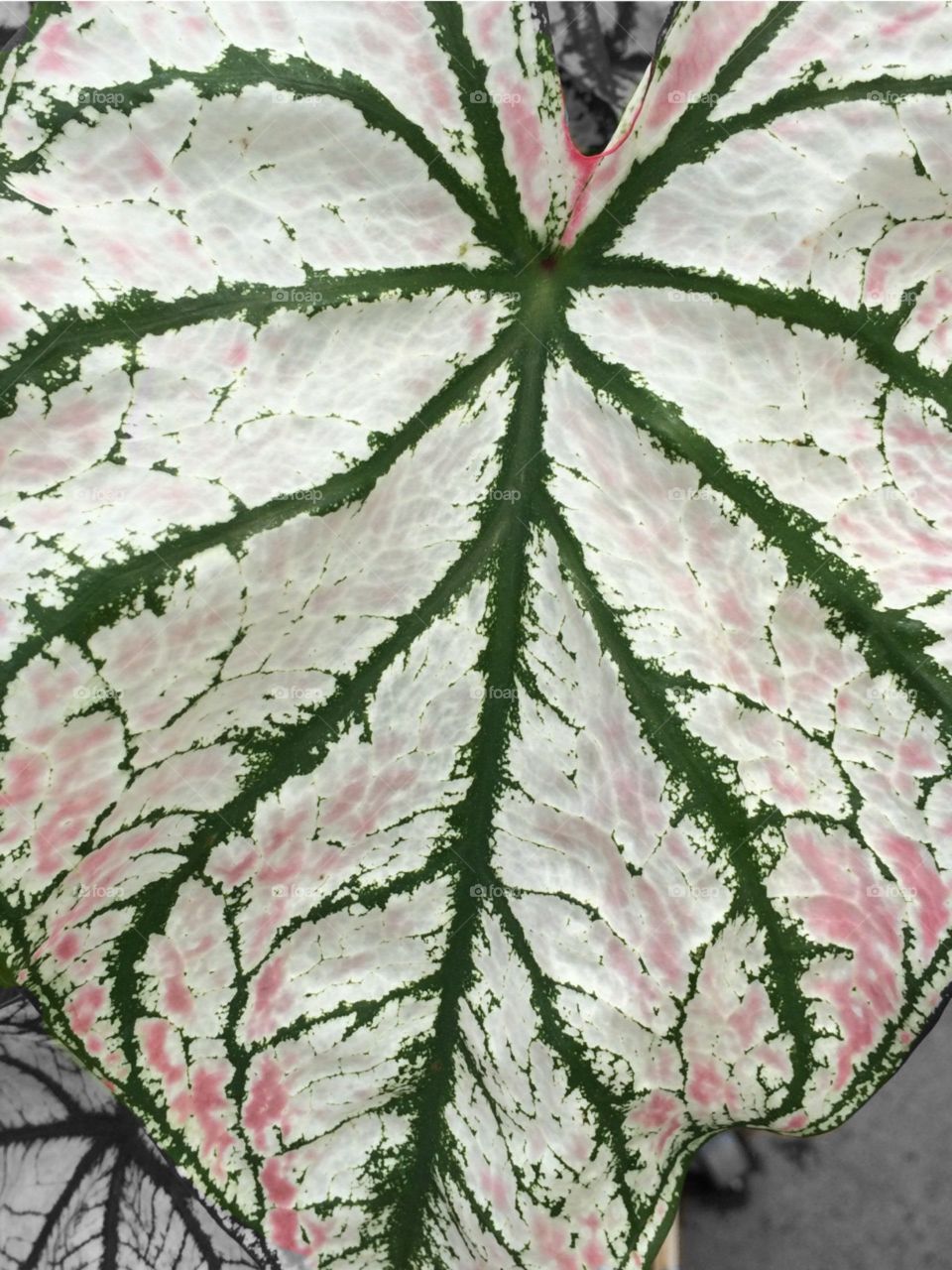Garden leaf. 