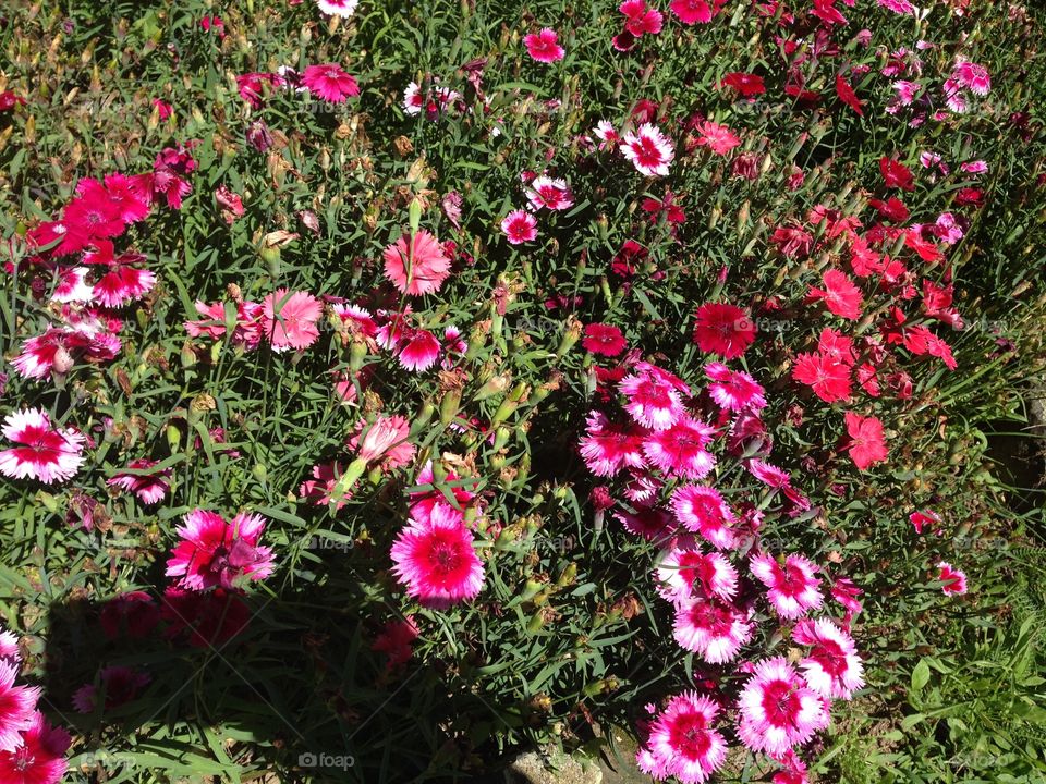 Pink color flowers blooming in field