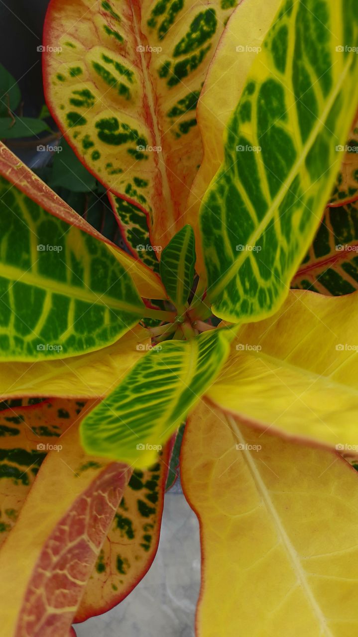 Croton