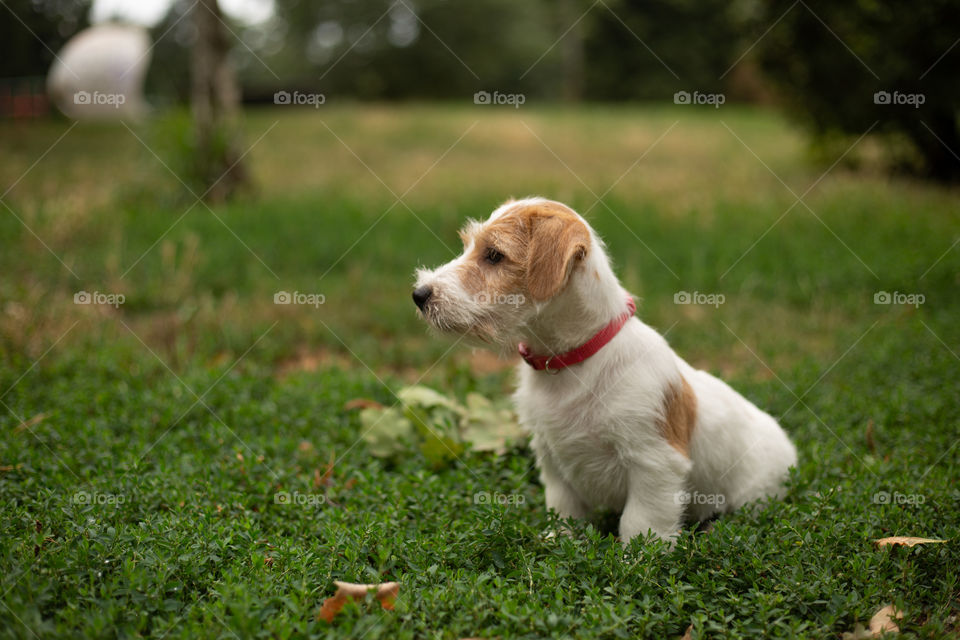 Jack Russell terrier puppy