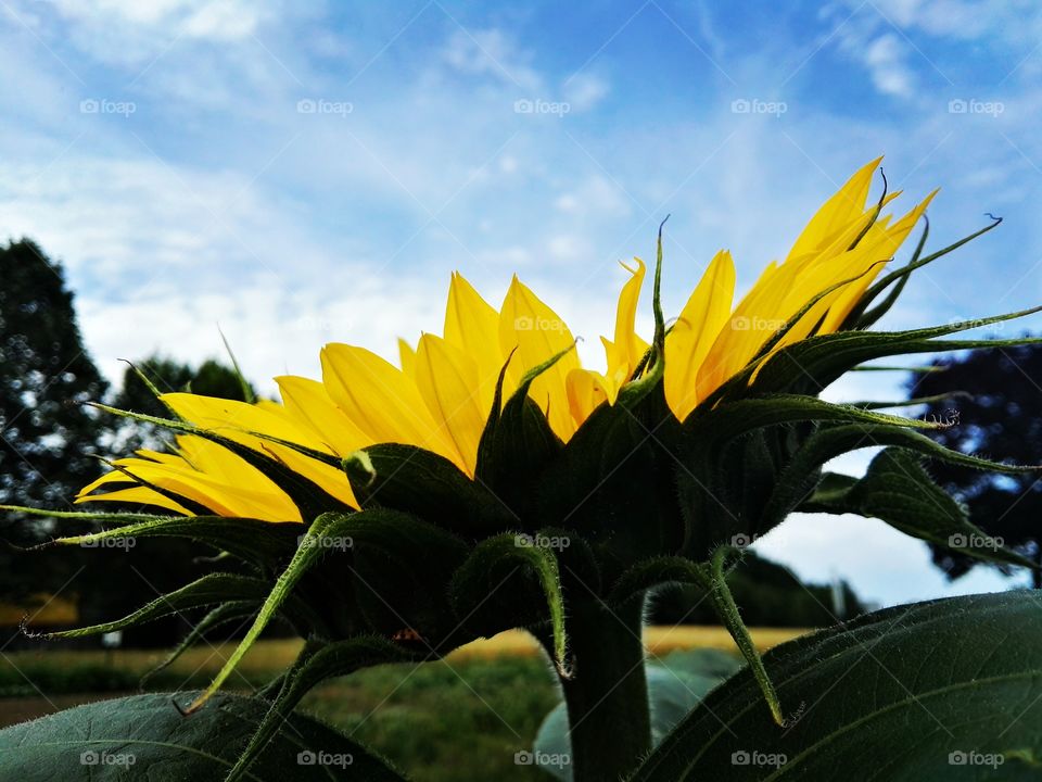 sunflower