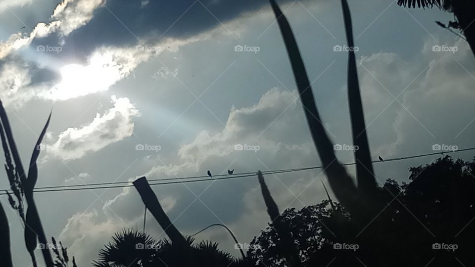 This click is very very beautyfull and sitting the bire with sunlight