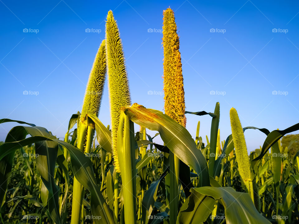 Flowers on the ears of millet in the blue sky background,Rajasthan India