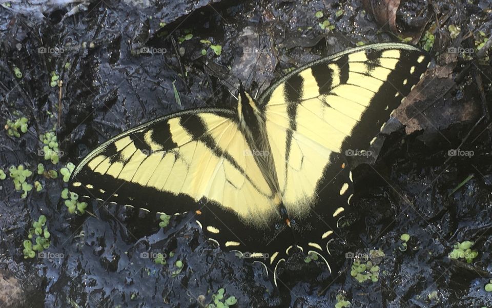 Lemony butterfly 