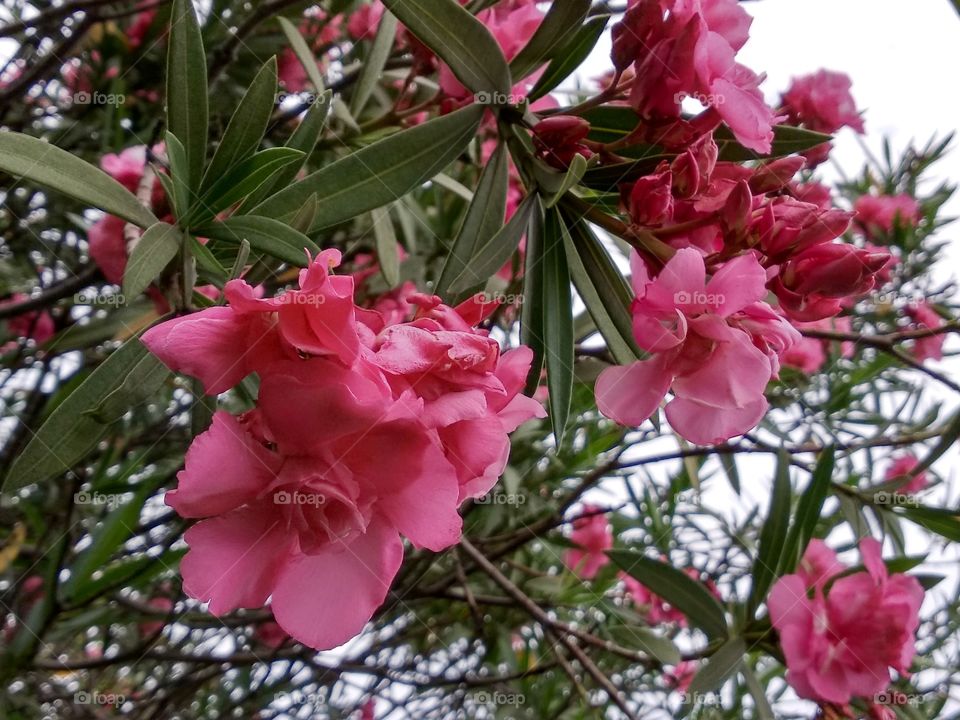 pink flower