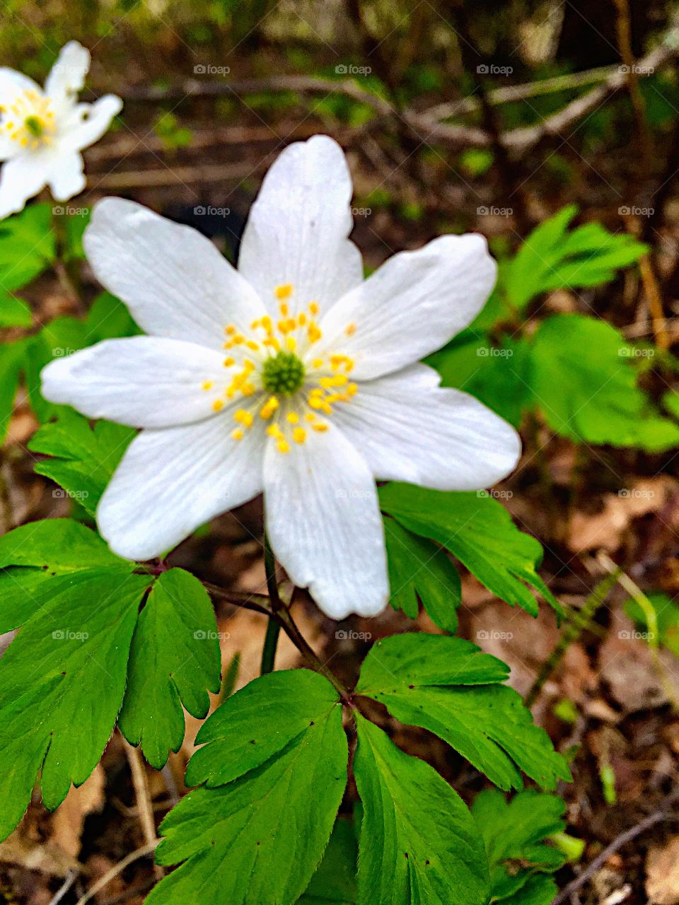 Lovely White Anemone! 