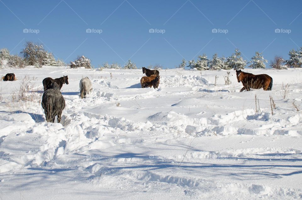 Winter landscape with many Horses