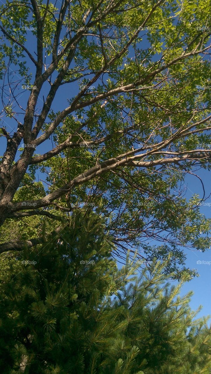 Tree, Nature, Branch, Landscape, Environment