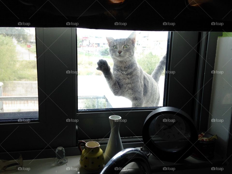 Window, Cat, Indoors, Portrait, Room