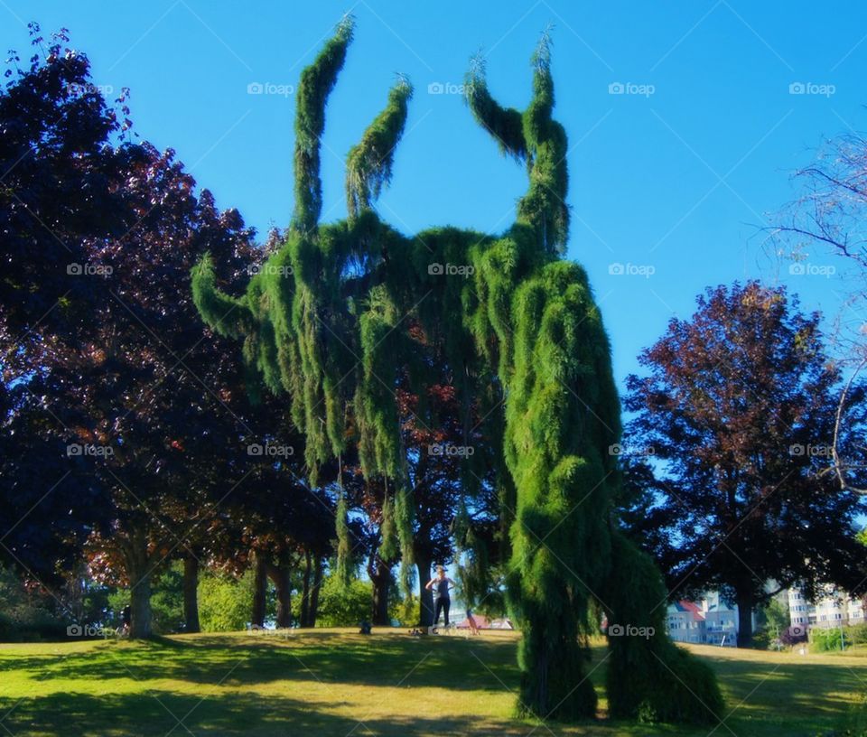 Weeping sequoia 