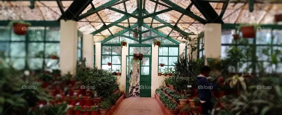 ooty botanical garden
