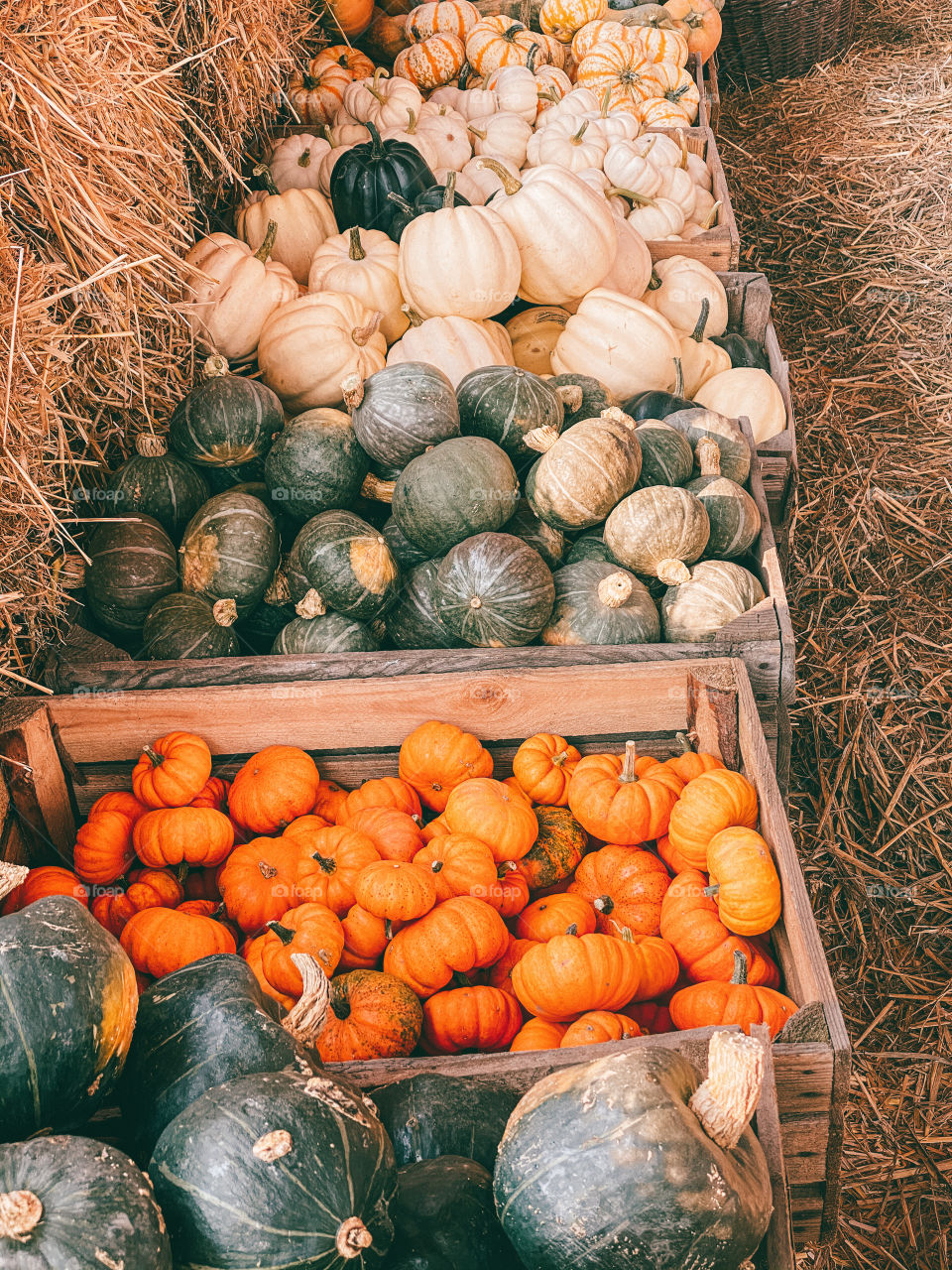 pumpkins