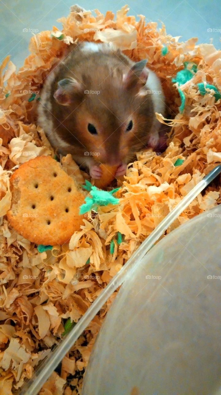 Dusty the hamster, enjoying a cracker.