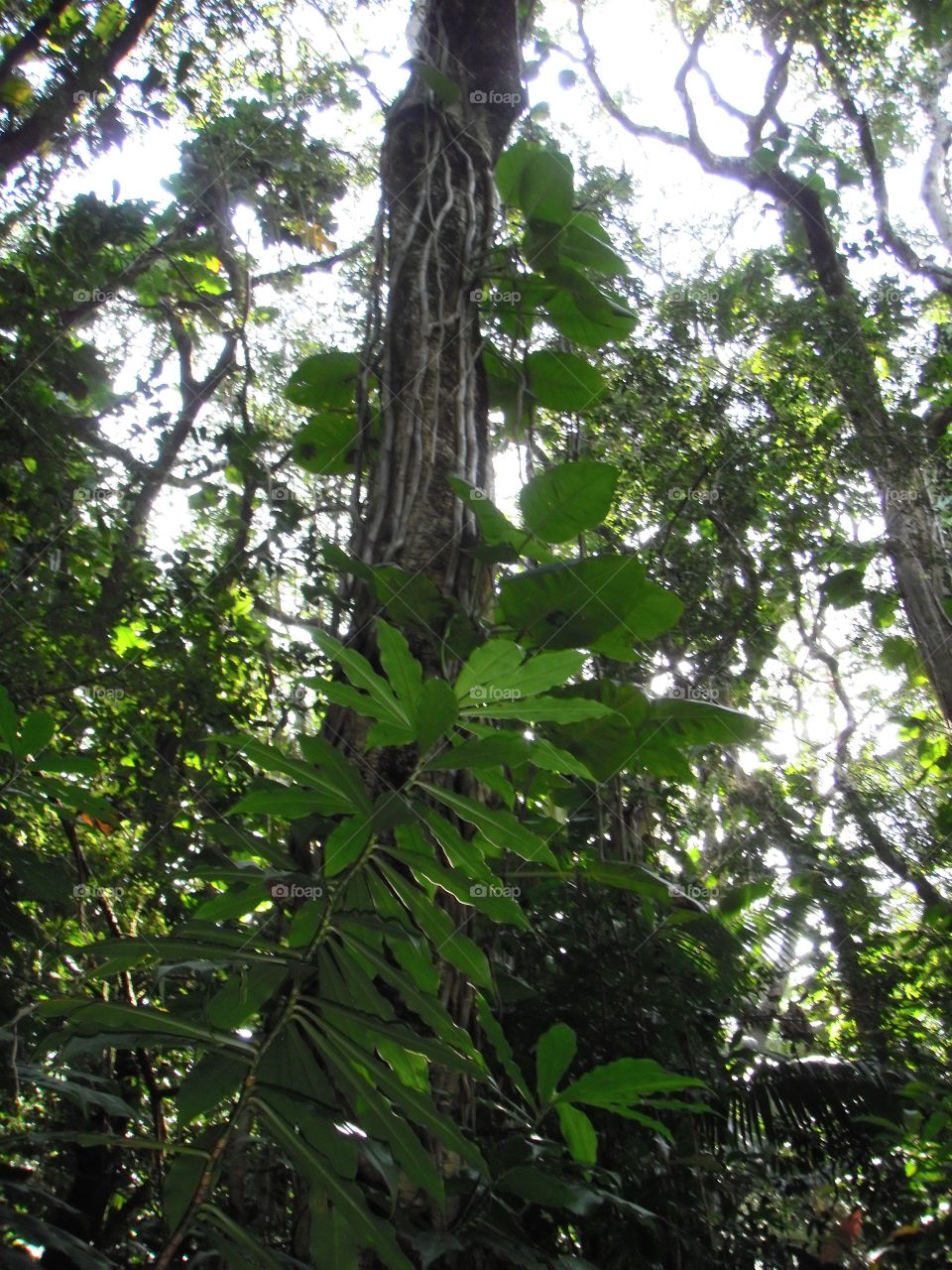 Rainforests of Oahu. 