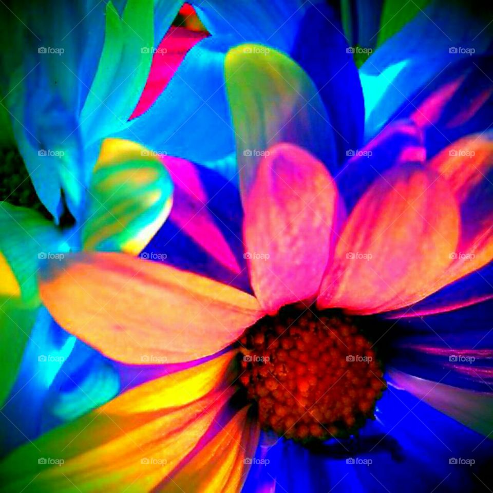 Bright, Abstract, Color, Flower, Design