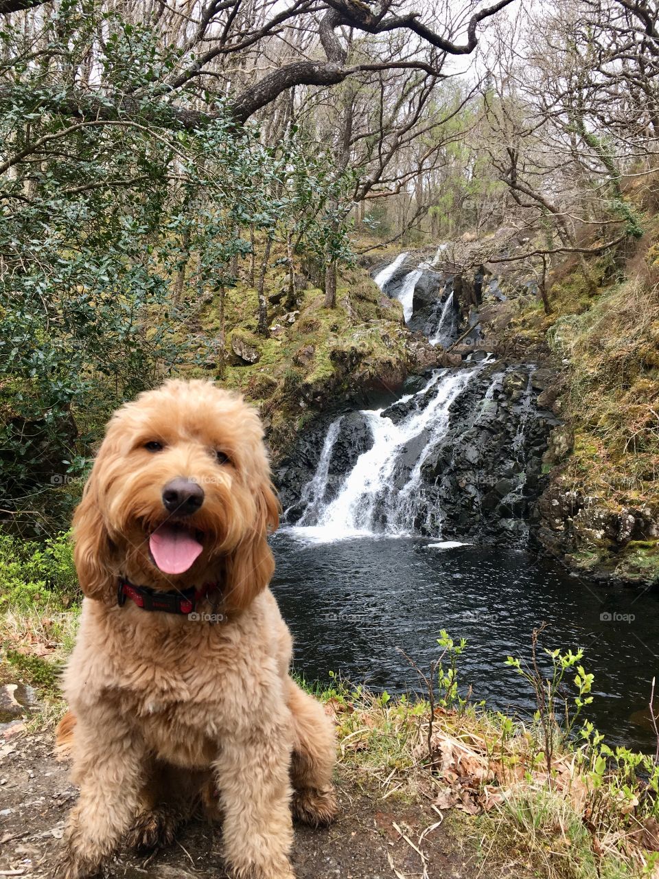 Alfie by waterfall