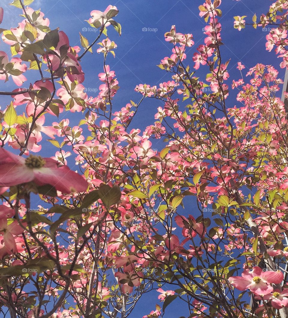 dogwood days of spring