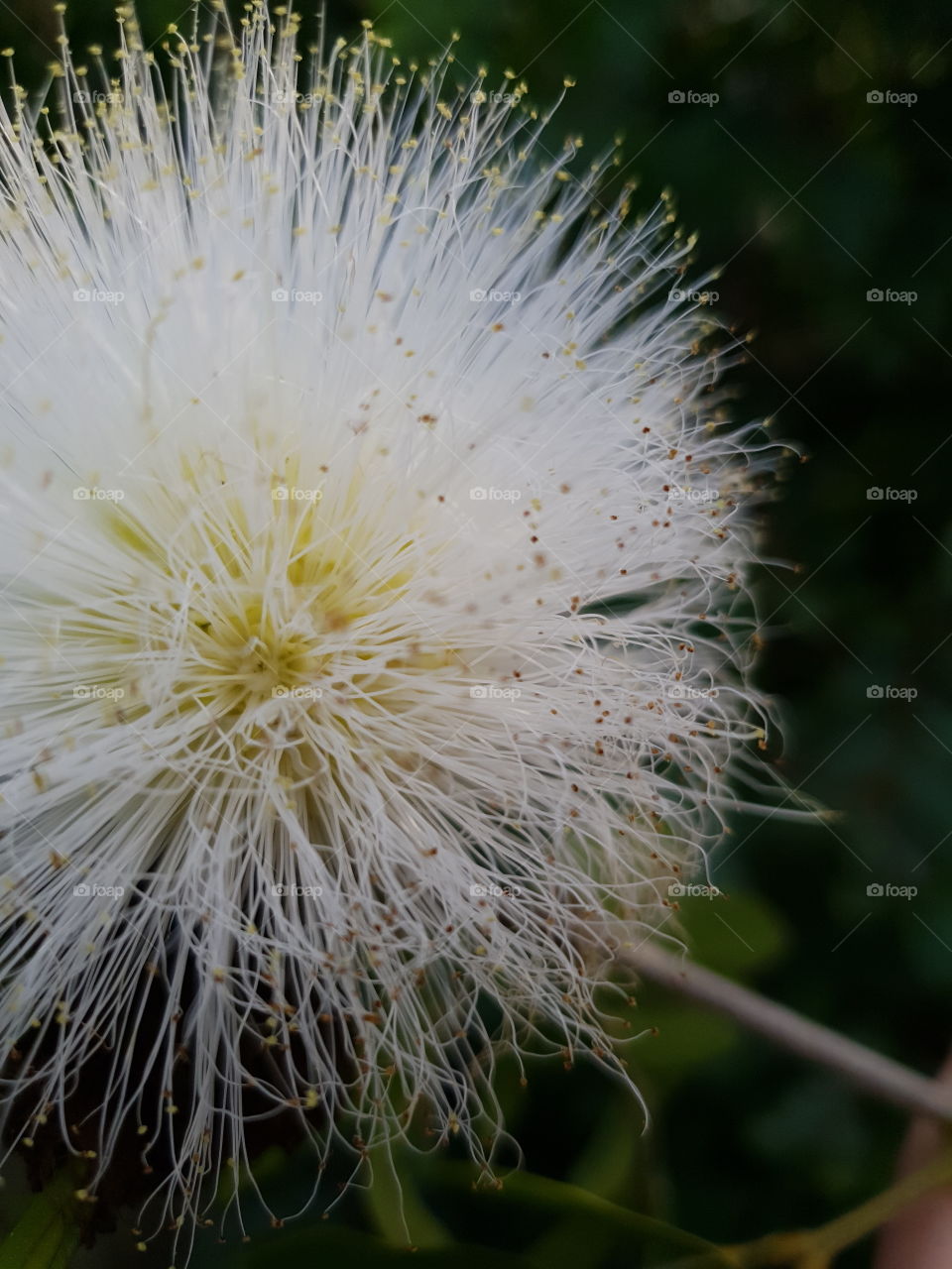 Make a wish flower