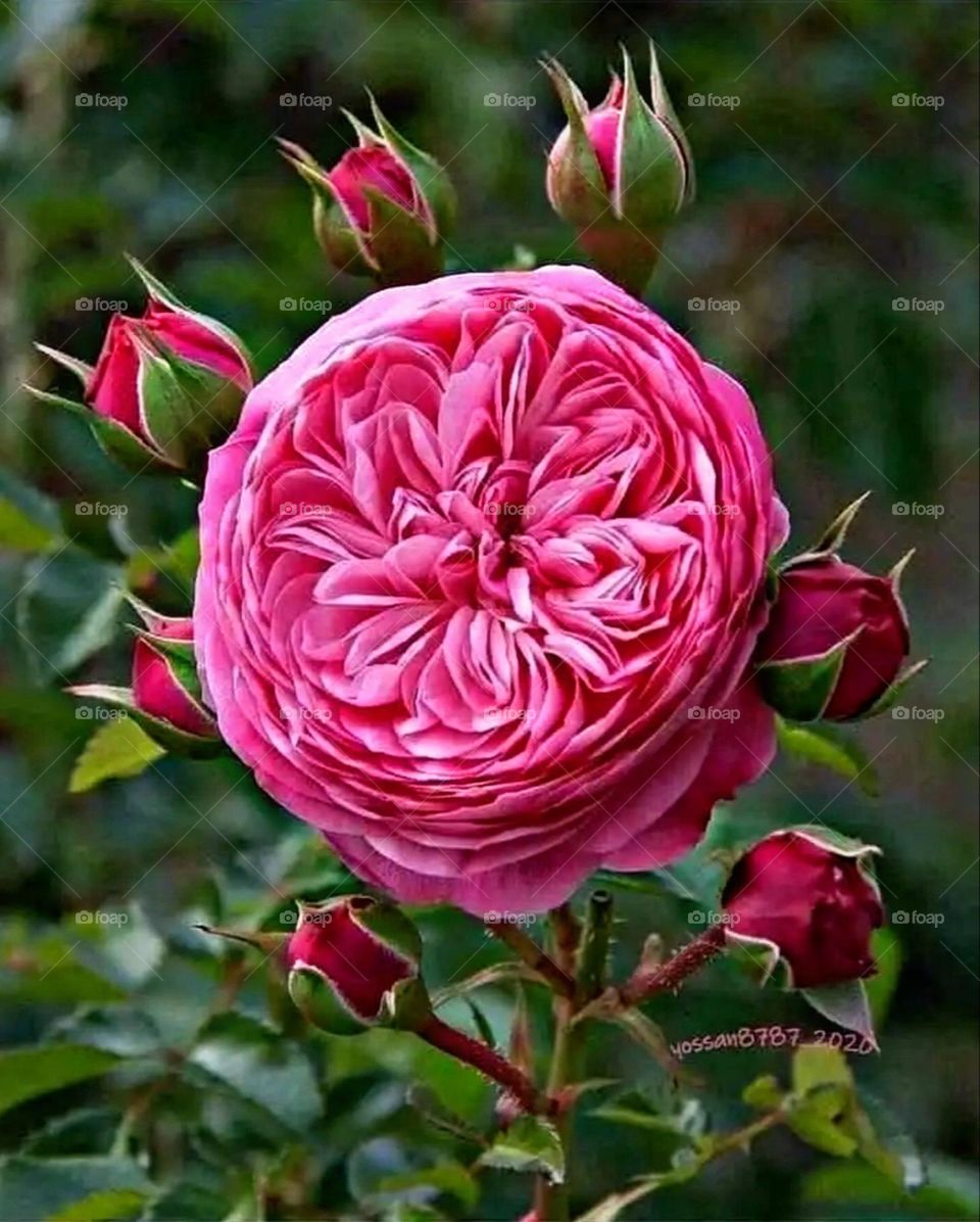 most beautiful and attractive flowers in the garden.