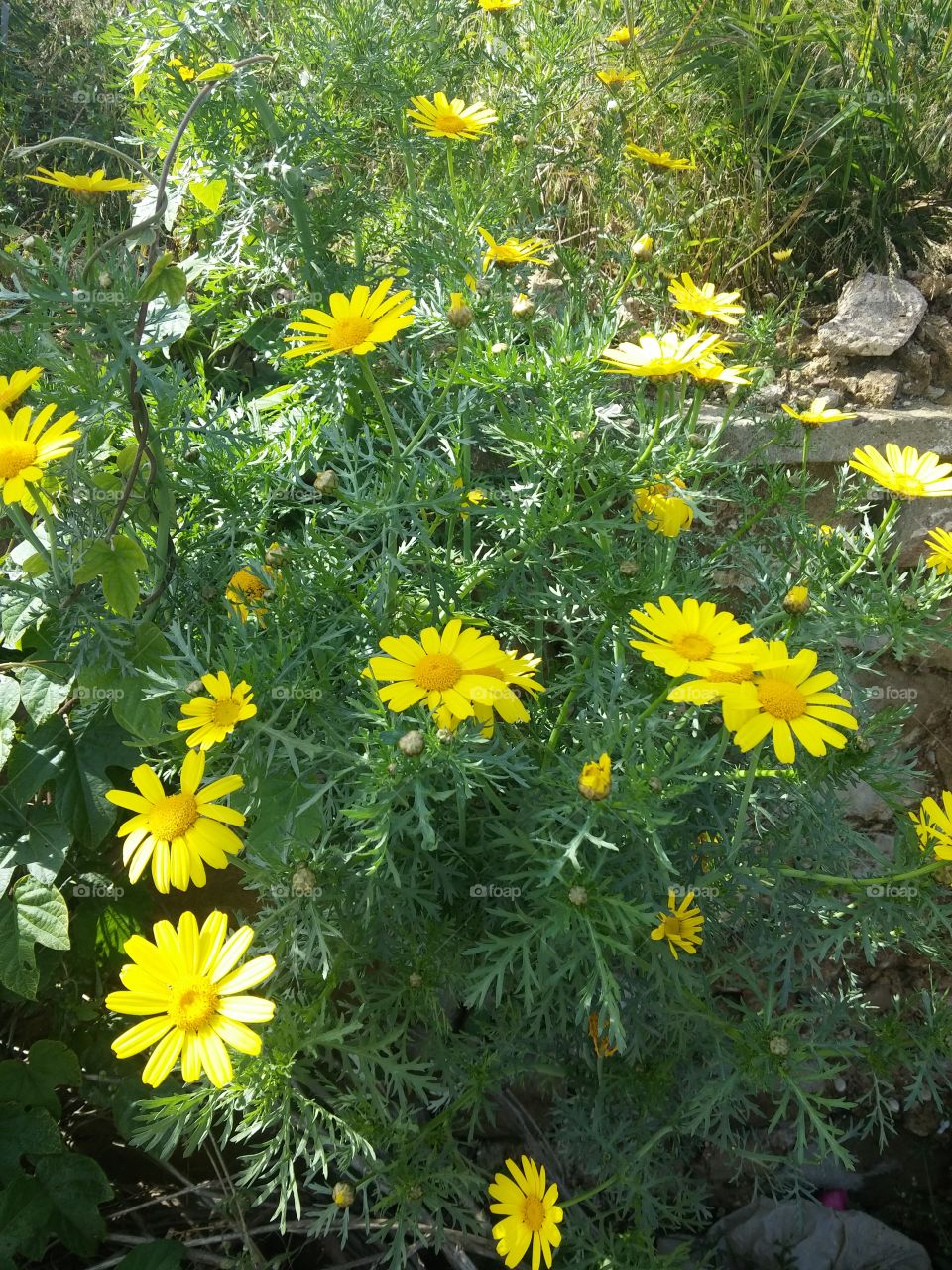 daisy flowers