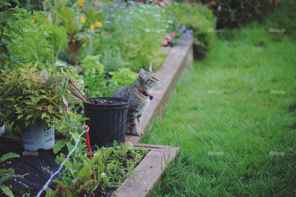 Garden, Grass, Nature, Leaf, Flora