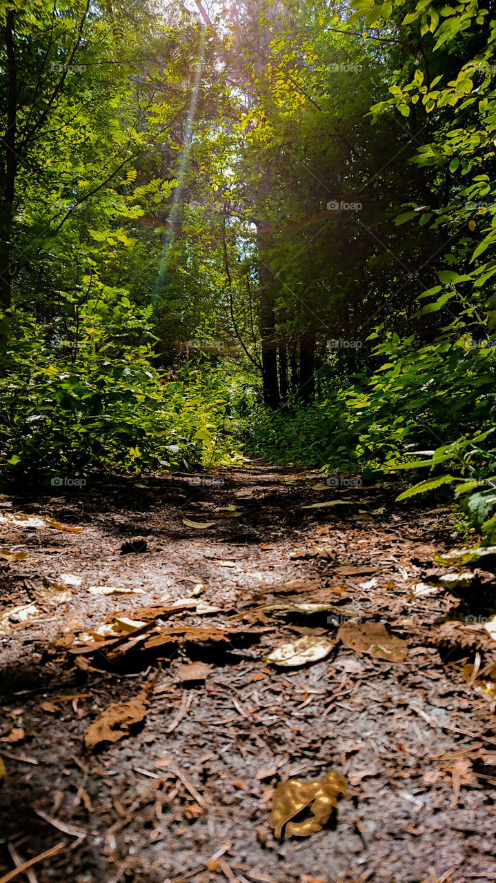 Forest path