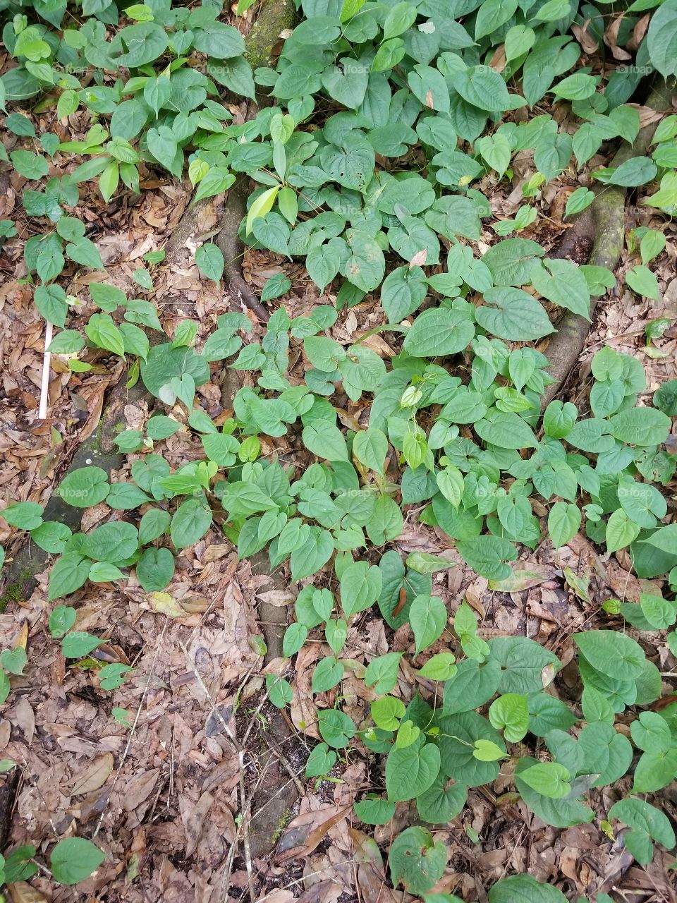 small leaves