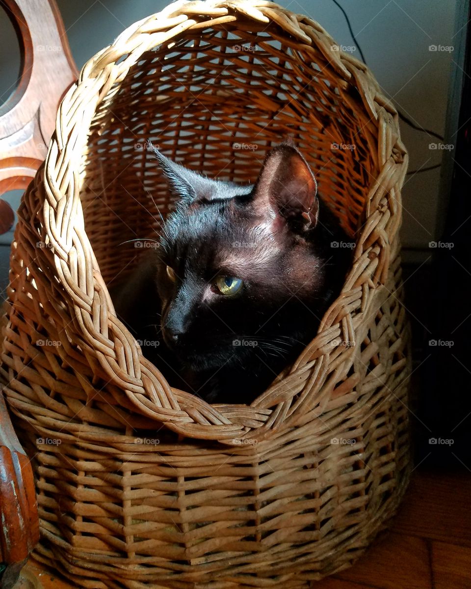 Kitty in wicker enclosed cat bed.