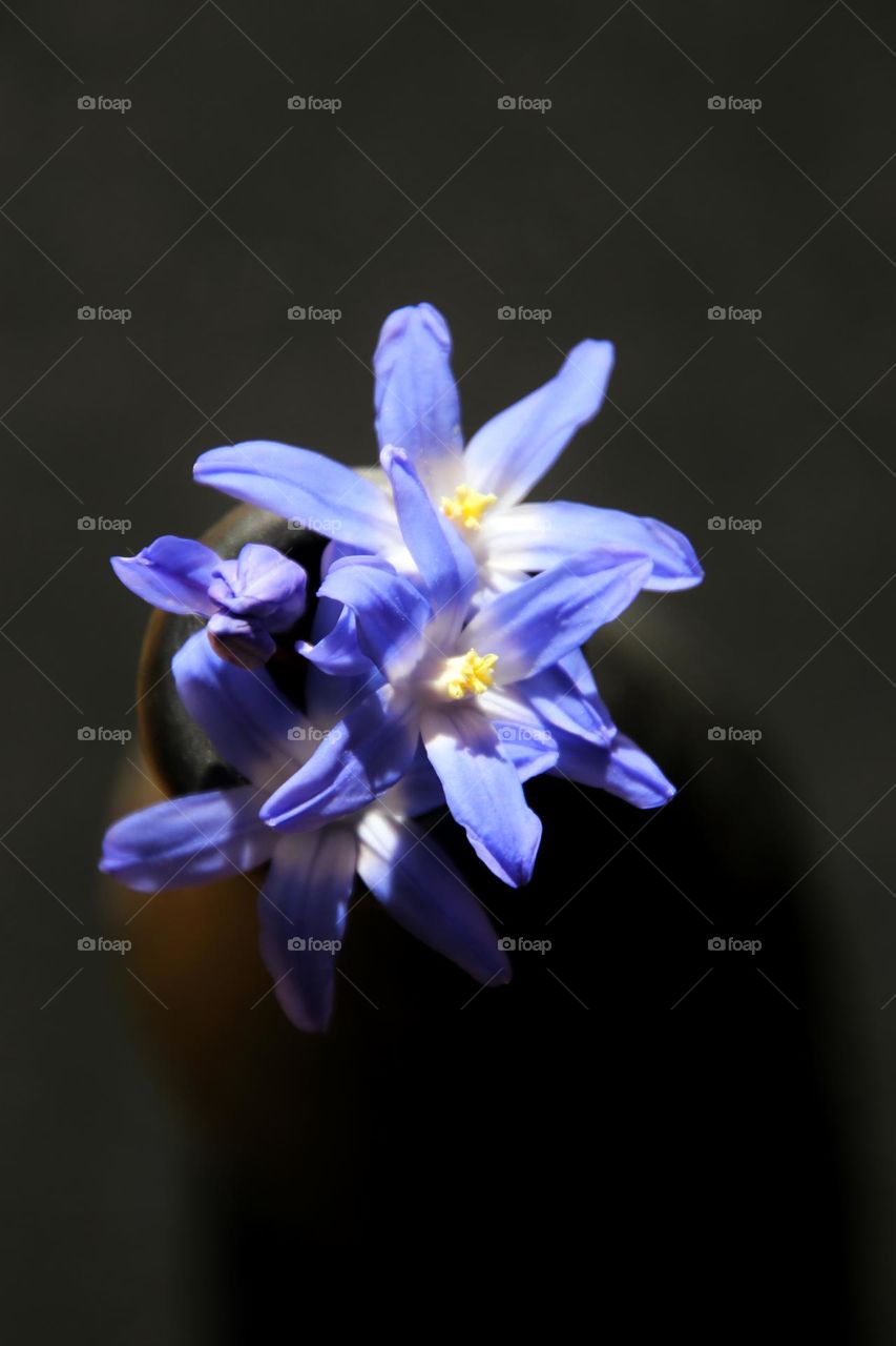 Close up of a small blue flower in vase on black table