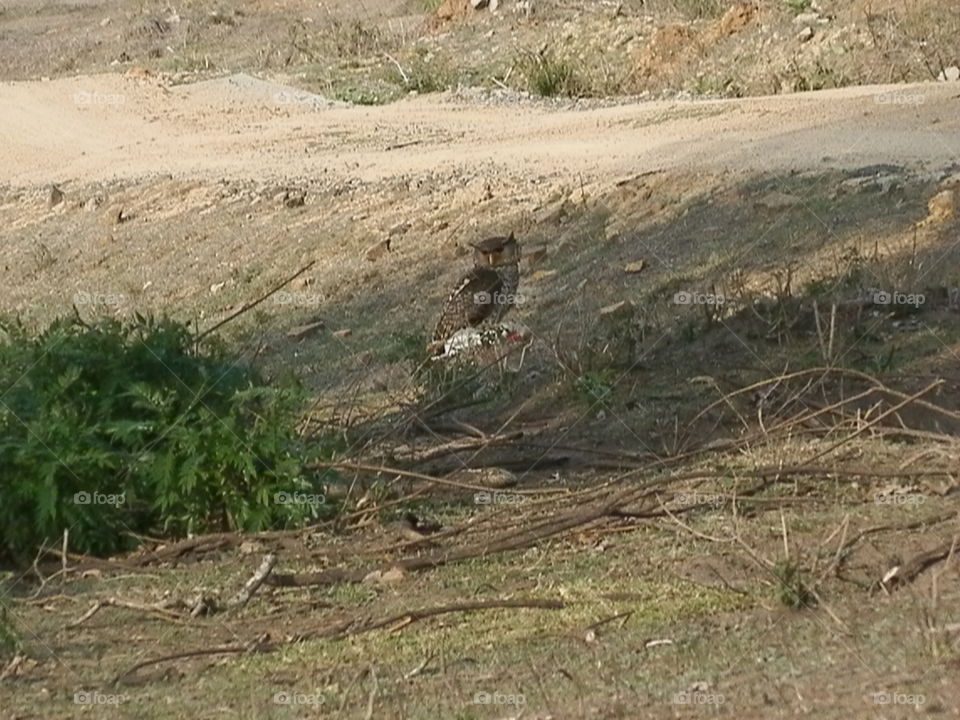 Nature, Bird, Outdoors, No Person, Wildlife