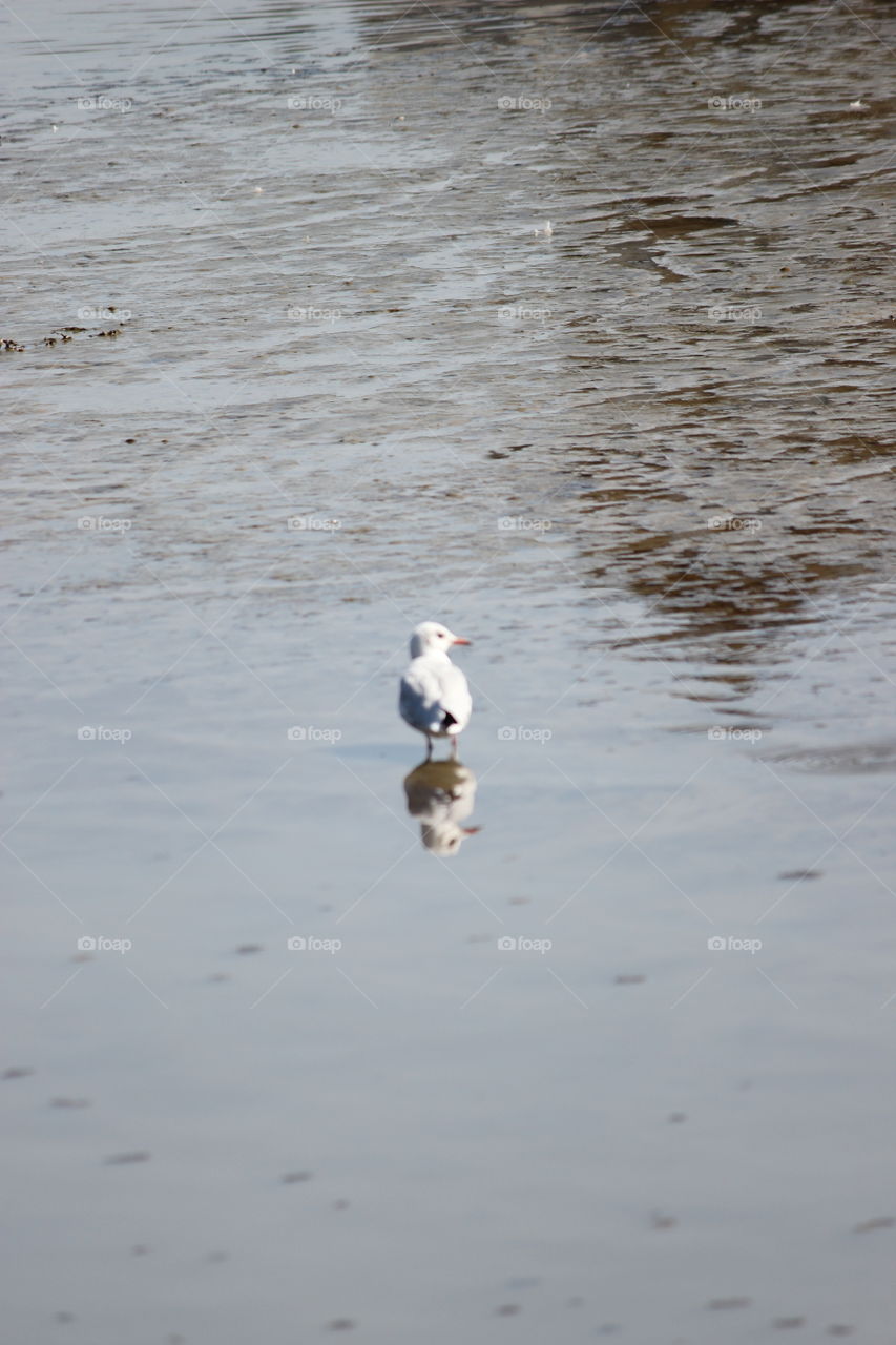 wildlife photography. rippling water as the background. one waterfowl stands in the shallow water at the center of the frame