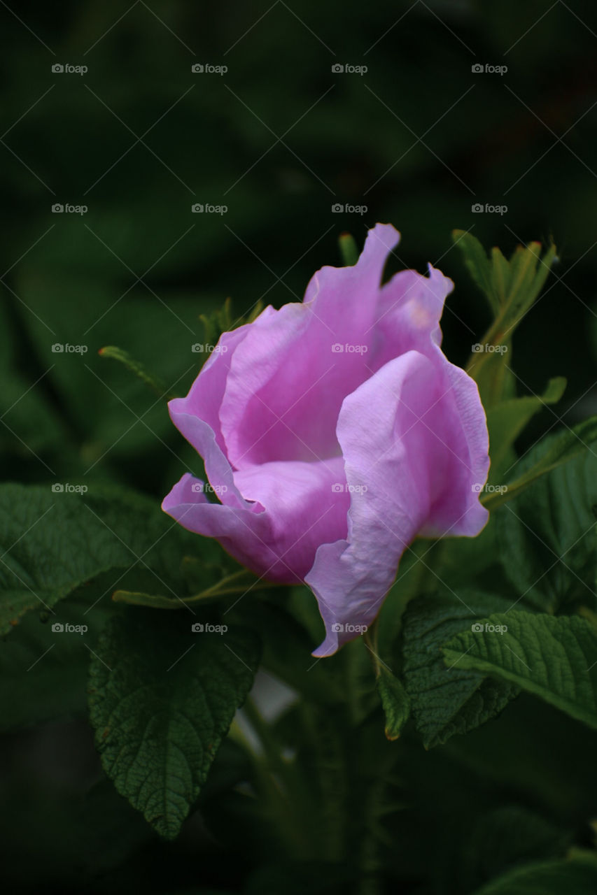 This flower really looks like a paper to me! It’s texture is so amazing that I had to take a photo of it! Nature is amazing!