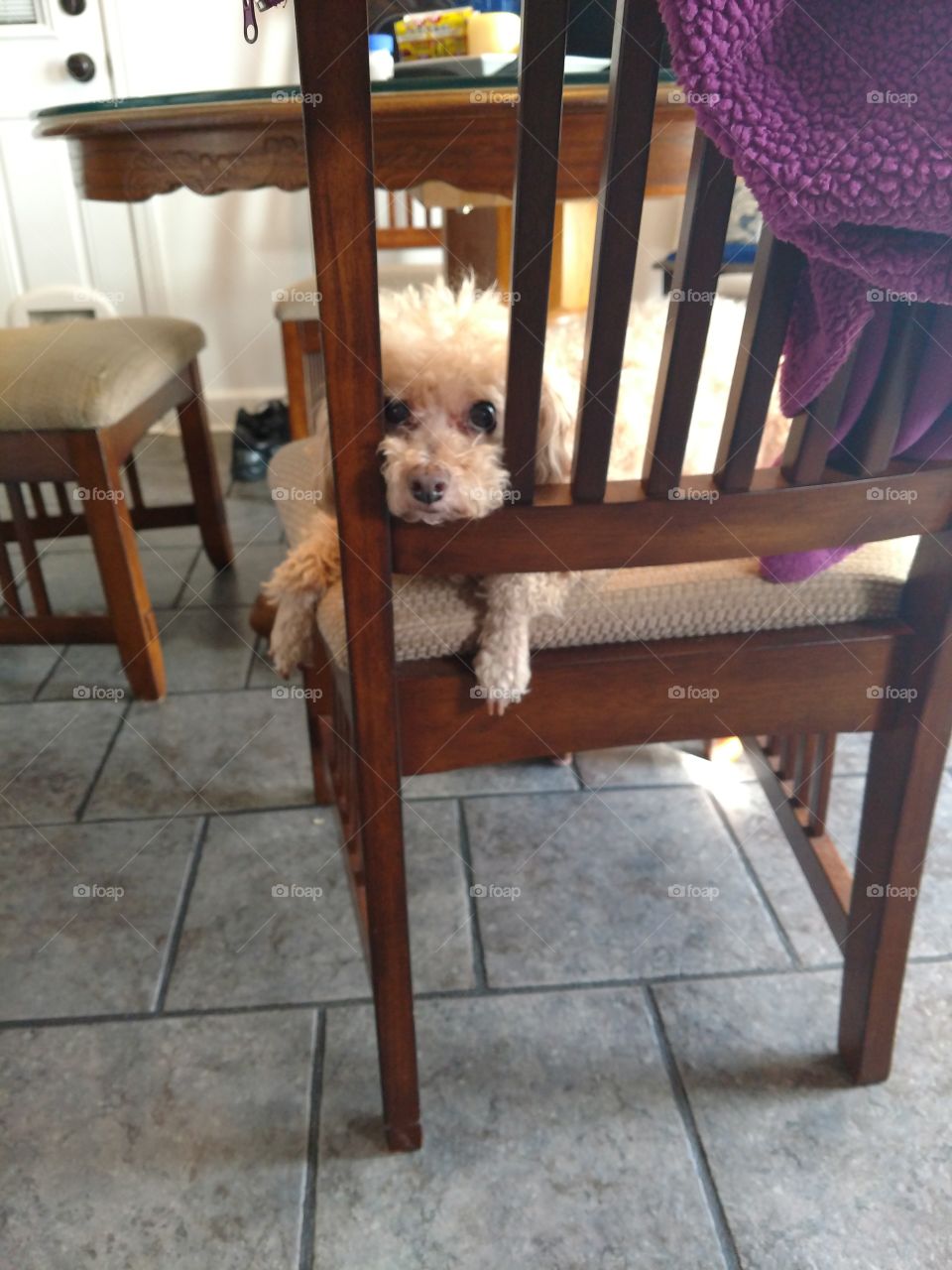 dog in chair between bars