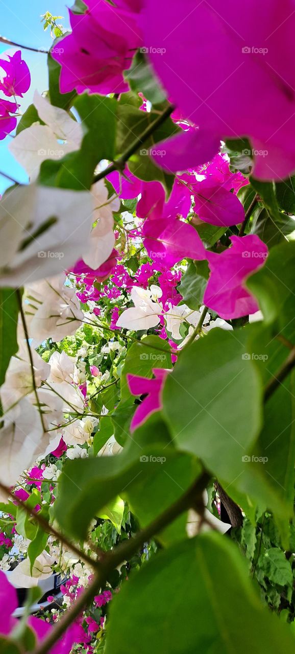 Bougainvillea  Бугенвиллия