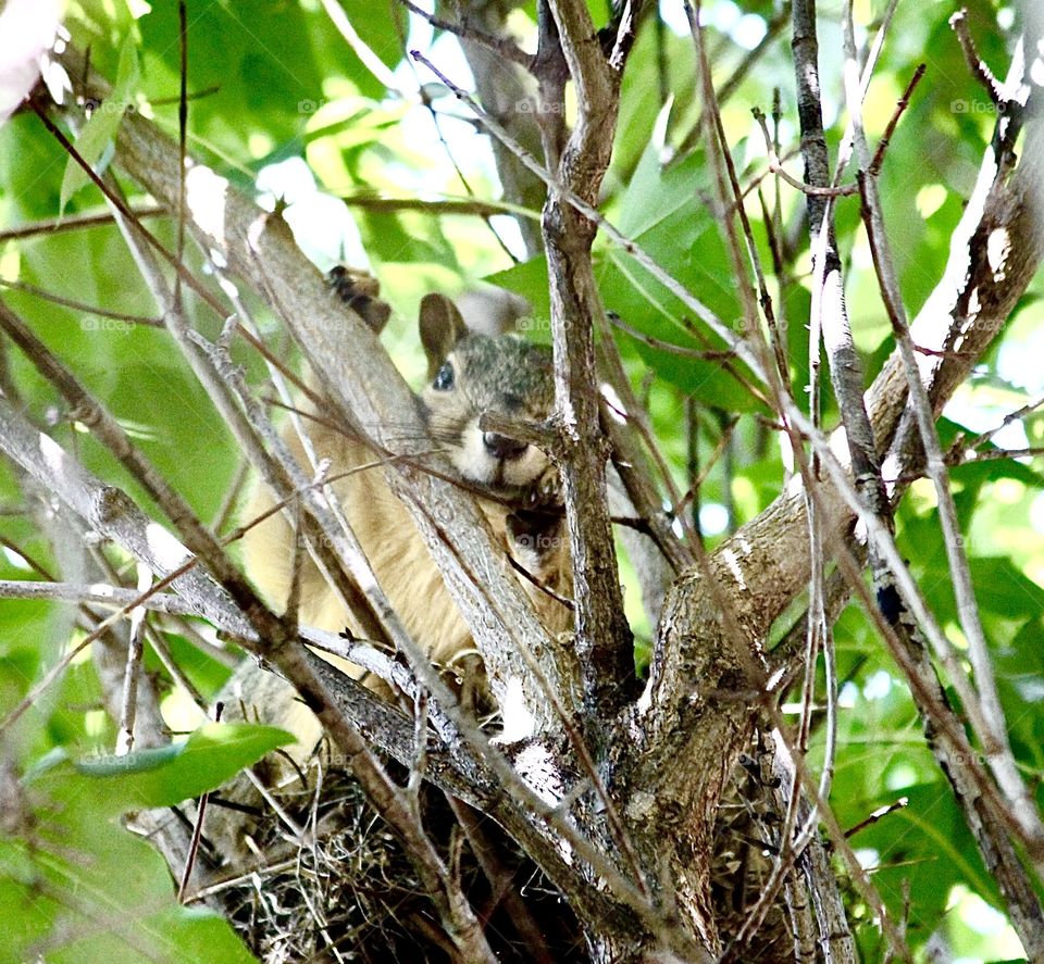 Squirrel in tree Nest