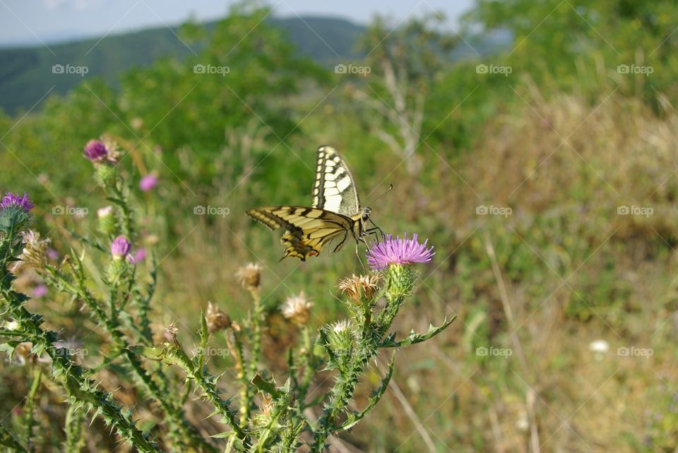 Butterfly