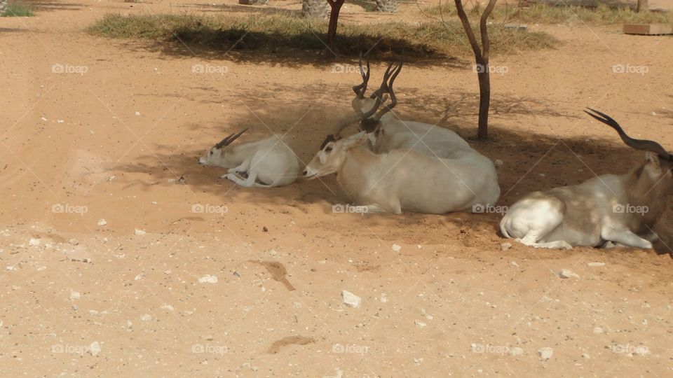 Resting under a tree shade