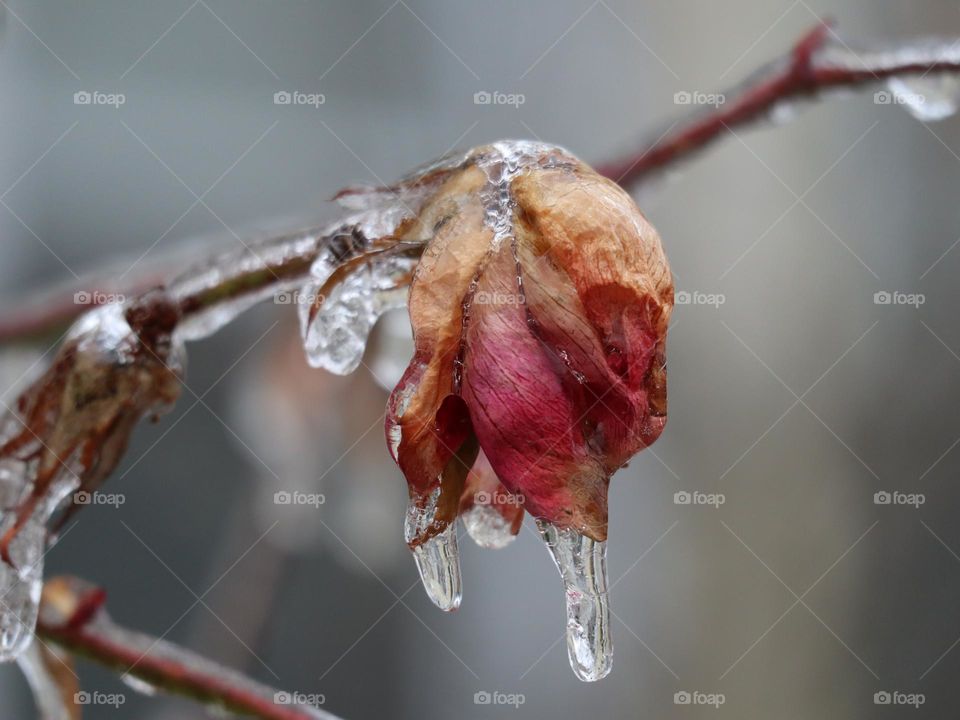 Freezing rain on rose with icicles