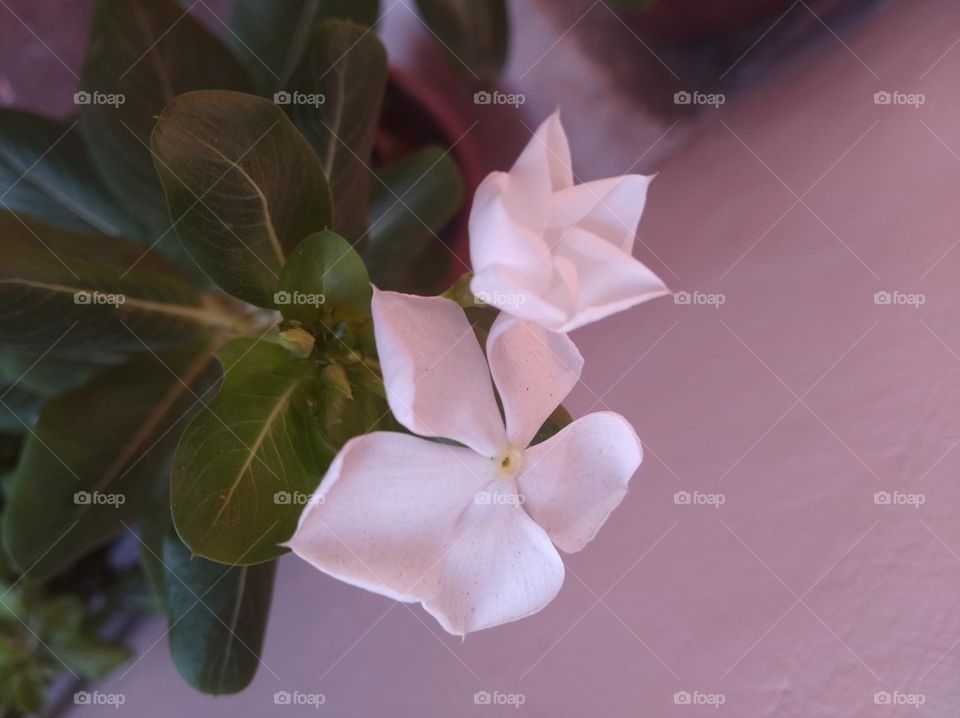 periwinkle white flower looks very beautiful generally found everywhere fresh seasonal