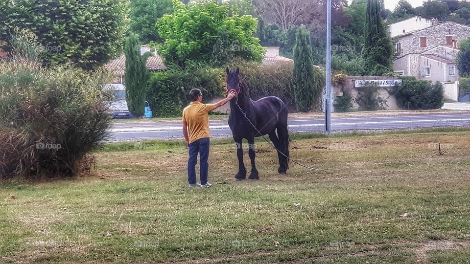 Black horse in the country