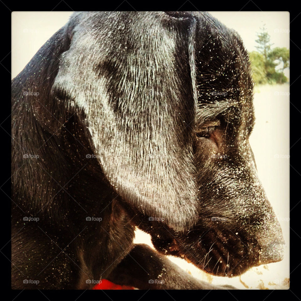 beach summer dog fun by krispett